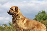 KANGAL 059